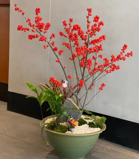 北美冬青怕高温太阳晒吗？