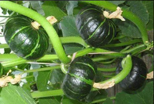 板栗南瓜种植技术与管理技术是什么？