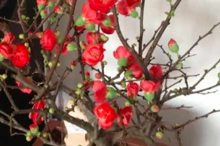 红梅掉花苞是怎么回事？