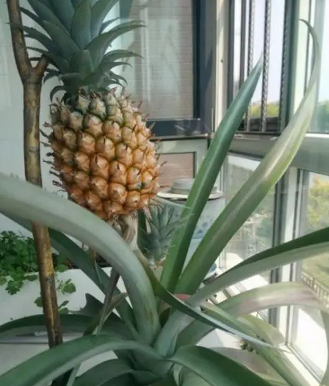 阳台种菠萝多久能开花结果？