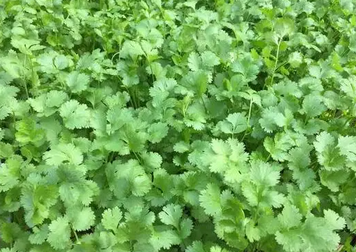 怎么种香菜出苗快呢？
