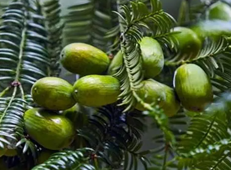 香榧树种植行株距是多少？