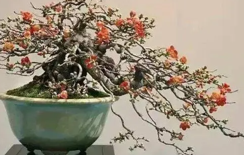 长寿梅是怎样过冬的？