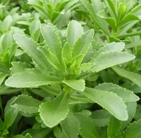 养心菜的盆栽种植方法是什么？
