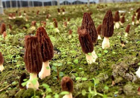 羊肚菌种植市场的前景分析