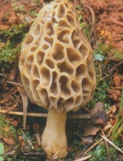 羊肚菌一亩地能挣多少钱？