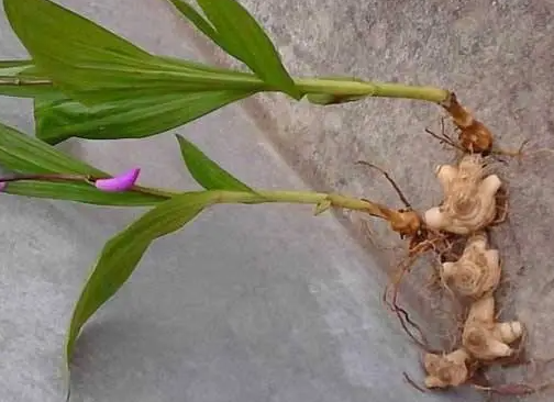 最贵的白芨是哪个品种？