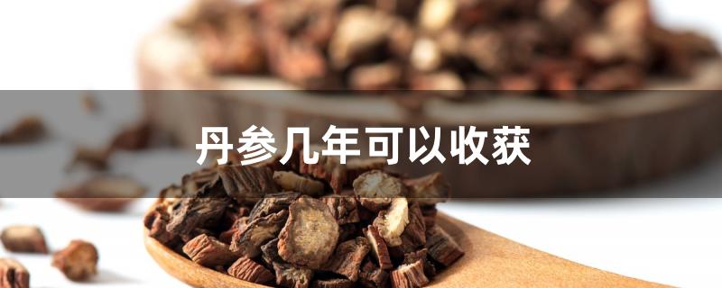 丹参种植几年才收获