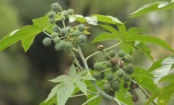 蓖麻一年种几茬