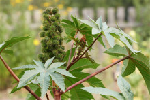 蓖麻种植环境条件