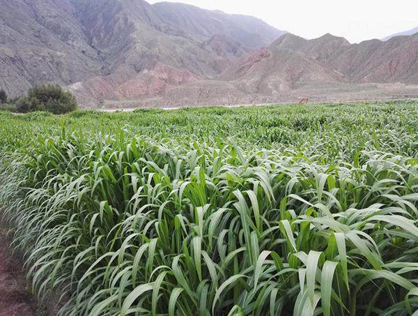种植巨菌草每亩能收入多少元