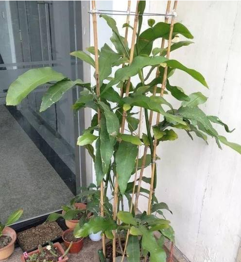 昙花剪下来怎么保存处理？