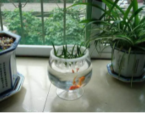 养鱼的水浇花有什么好处？