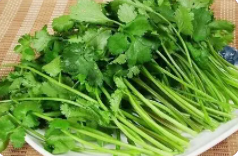 香菜什么时候种植最合适？
