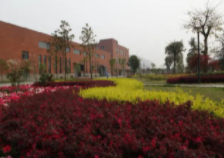 工厂门口适合种什么花风水好？