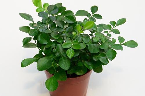 上海适合种什么树和花草？