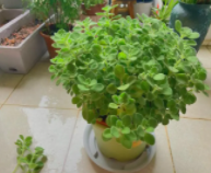 碰碰香要大盆还是小盆？