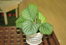 青苹果竹芋喜欢大盆还是小盆？