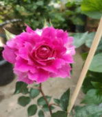 天方夜谭月季的优缺点有什么？