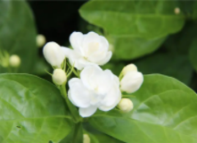 家里为什么不能种茉莉？