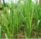 为什么家里不能种香茅草？