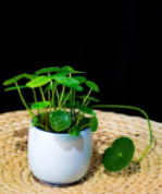 铜钱草属于阴性植物还是阳性？