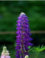 鲁冰花几月份种植最好？