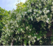 风车茉莉冬天可以移栽吗？