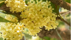 桂花多久浇一次水比较好？