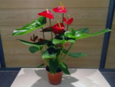 红掌多久浇一次水比较好？