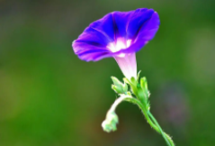 牵牛花多久浇一次水比较好？