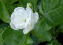 茉莉花多久浇一次水比较好？