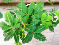 含羞草多久浇一次水比较好？