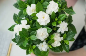 栀子花多久浇一次水比较好？