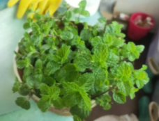 薄荷多久浇一次水比较好？