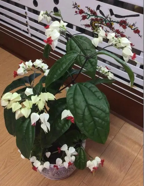 龙吐珠花可以怎么剪枝？