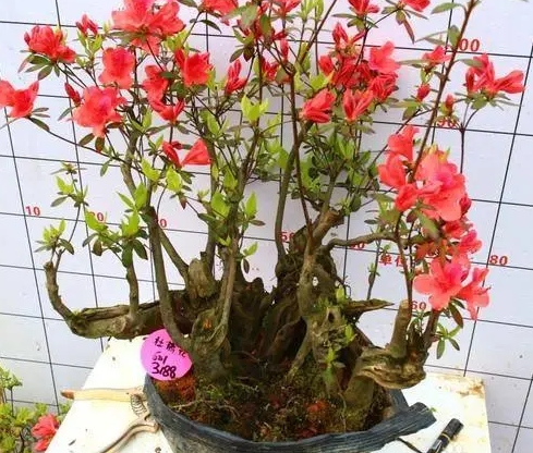 映山红是喜阴还是喜阳光的植物 ？