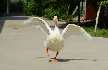 鹅苗多少钱一只在哪里买？