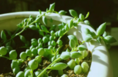 情人泪喜阴还是喜阳光的植物？