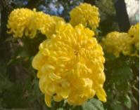 菊花喜阴还是喜阳的植物？