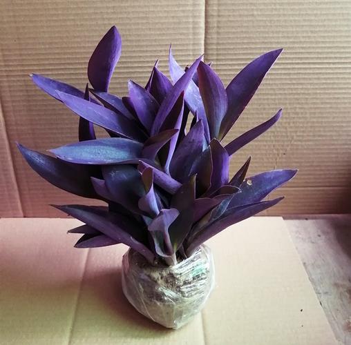 紫叶草可以水培种植吗？