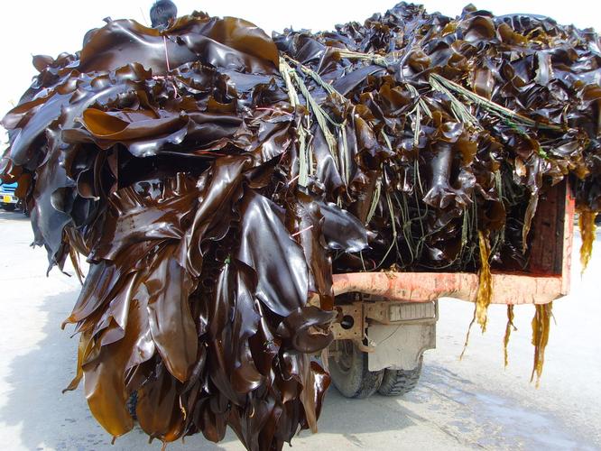 海带是怎么繁殖后代的？