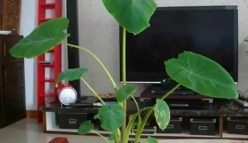毛芋头是什么时候收获的？