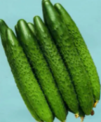 黄瓜是什么作物？属于什么类别植物？