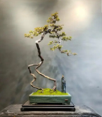 雀梅浇水需要浇透吗？