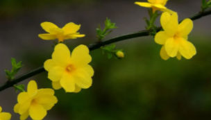 迎春花浇水要浇透吗？
