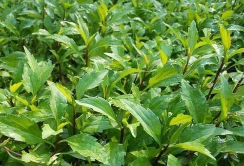 马兰头种植时间和方法有哪些？
