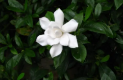 枝枝花养护方法和注意事项有哪些？