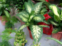 花叶万年青可以水培吗？