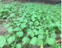 雨季好适合种什么蔬菜？